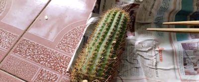 又买了一个毛花柱仙人球。价格非常便宜，开花也漂亮 - 今日头条