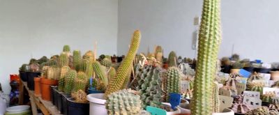 又买了一个毛花柱仙人球。价格非常便宜，开花也漂亮 - 图画吧TUHUABA