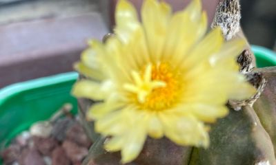 充满惊喜的仙人球花园 - 图画吧TUHUABA