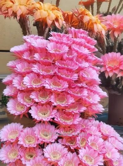 安徽姑娘28朵仙人球爆花！网友：这刺球咋比生娃还能“生”？ - 图画吧TUHUABA