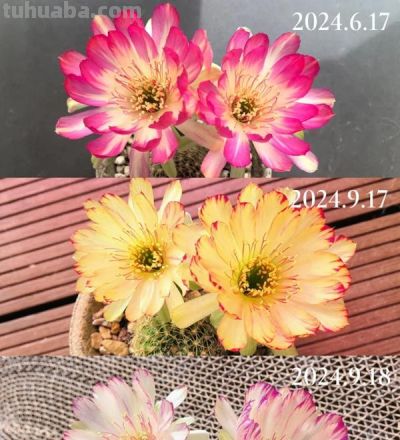 安徽姑娘28朵仙人球爆花！网友：这刺球咋比生娃还能“生”？ - 图画吧TUHUABA