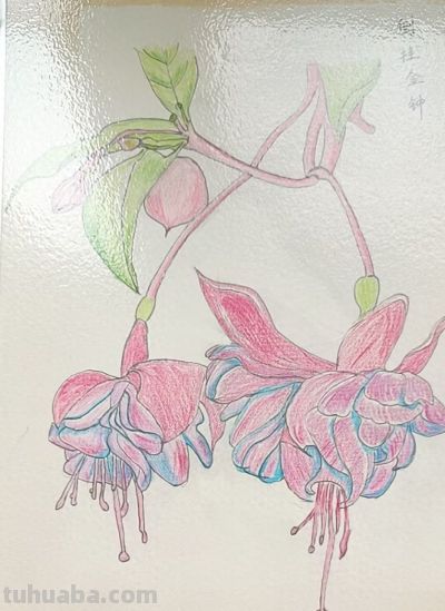 分享一组植物绘画 - 今日头条
