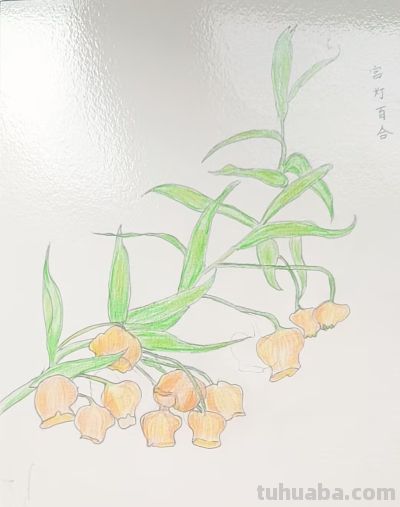分享一组植物绘画 - 图画吧TUHUABA