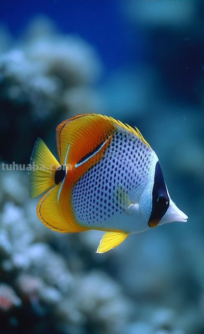海洋生物壁纸合集（39） - 图画吧TUHUABA
