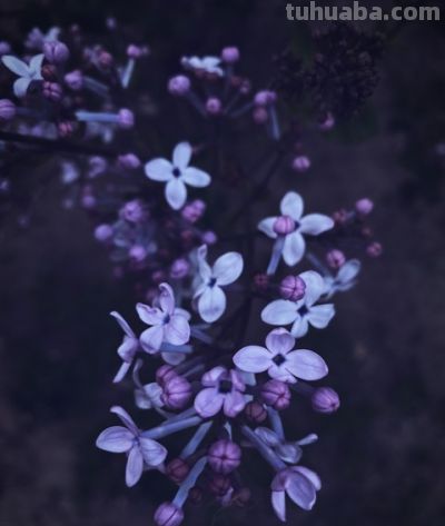 初夏素描（七绝） - 图画吧TUHUABA