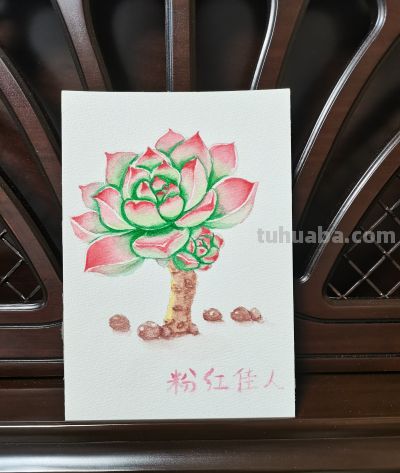 13 水彩粉红佳人（果花甘08） - 图画吧TUHUABA