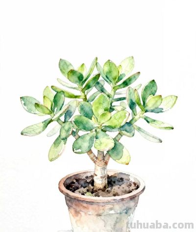 水彩画｜玉树 - 图画吧TUHUABA