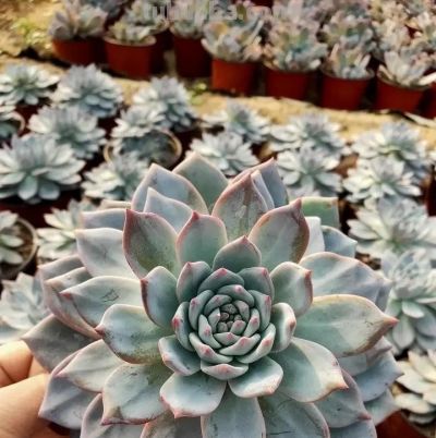 新手买多肉,买什么样的多肉最好?哪些最容易养活? - 今日头条 新手买多肉,买什么样的多肉最好?哪些最容易养活? - 图画吧TUHUABA
