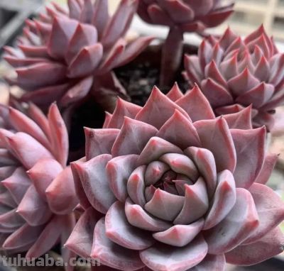 新手买多肉,买什么样的多肉最好?哪些最容易养活? - 今日头条 新手买多肉,买什么样的多肉最好?哪些最容易养活? - 图画吧TUHUABA