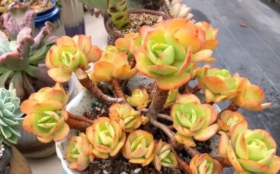 新手买多肉,买什么样的多肉最好?哪些最容易养活? - 今日头条 新手买多肉,买什么样的多肉最好?哪些最容易养活? - 图画吧TUHUABA