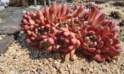 山东一户人家，将多肉撒在菜地里，一不留神长成一大坨，真壮观 - 图画吧TUHUABA