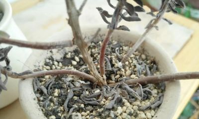 控养3年我才明白:多肉控养,根本不是控水 - 今日头条 控养3年我才明白:多肉控养,根本不是控水 - 图画吧TUHUABA