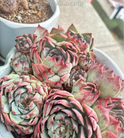 控养3年我才明白:多肉控养,根本不是控水 - 今日头条 控养3年我才明白:多肉控养,根本不是控水 - 图画吧TUHUABA