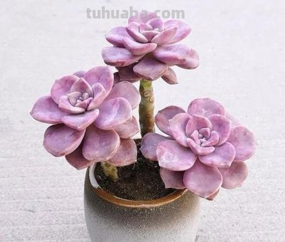 控养3年我才明白:多肉控养,根本不是控水 - 今日头条 控养3年我才明白:多肉控养,根本不是控水 - 图画吧TUHUABA