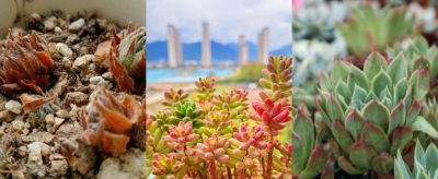 控养3年我才明白:多肉控养,根本不是控水 - 今日头条 控养3年我才明白:多肉控养,根本不是控水 - 图画吧TUHUABA