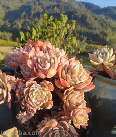 都说老桩难养成,但这几个品种能快速成型,而且非常容易出状态 - 今日头条 都说老桩难养成,但这几个品种能快速成型,而且非常容易出状态 - 图画吧TUHUABA