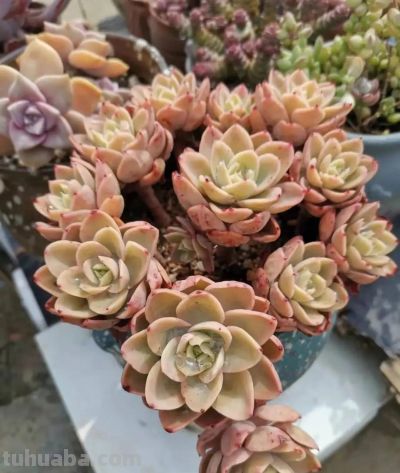 都说老桩难养成,但这几个品种能快速成型,而且非常容易出状态 - 今日头条 都说老桩难养成,但这几个品种能快速成型,而且非常容易出状态 - 图画吧TUHUABA