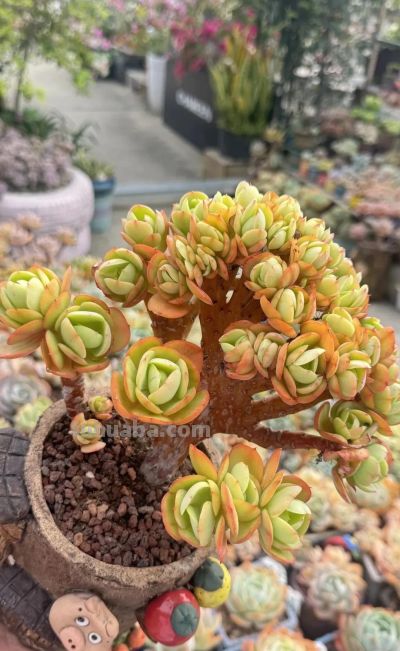 都说老桩难养成,但这几个品种能快速成型,而且非常容易出状态 - 今日头条 都说老桩难养成,但这几个品种能快速成型,而且非常容易出状态 - 图画吧TUHUABA