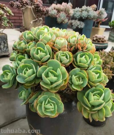 都说老桩难养成,但这几个品种能快速成型,而且非常容易出状态 - 今日头条 都说老桩难养成,但这几个品种能快速成型,而且非常容易出状态 - 图画吧TUHUABA