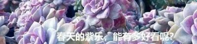 都说老桩难养成,但这几个品种能快速成型,而且非常容易出状态 - 今日头条 都说老桩难养成,但这几个品种能快速成型,而且非常容易出状态 - 图画吧TUHUABA