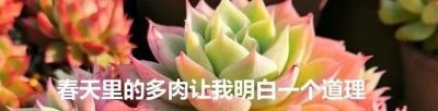 都说老桩难养成,但这几个品种能快速成型,而且非常容易出状态 - 今日头条 都说老桩难养成,但这几个品种能快速成型,而且非常容易出状态 - 图画吧TUHUABA