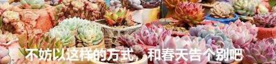 都说老桩难养成,但这几个品种能快速成型,而且非常容易出状态 - 今日头条 都说老桩难养成,但这几个品种能快速成型,而且非常容易出状态 - 图画吧TUHUABA