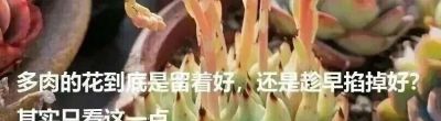 都说老桩难养成,但这几个品种能快速成型,而且非常容易出状态 - 今日头条 都说老桩难养成,但这几个品种能快速成型,而且非常容易出状态 - 图画吧TUHUABA