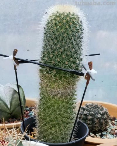 爷爷养了8年“躺平”仙人球，年年都开花，邻居：来报恩的吧！ - 图画吧TUHUABA