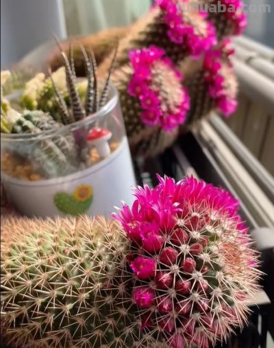 爷爷养了8年“躺平”仙人球，年年都开花，邻居：来报恩的吧！ - 图画吧TUHUABA