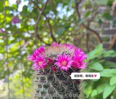 爷爷养了8年“躺平”仙人球，年年都开花，邻居：来报恩的吧！ - 图画吧TUHUABA
