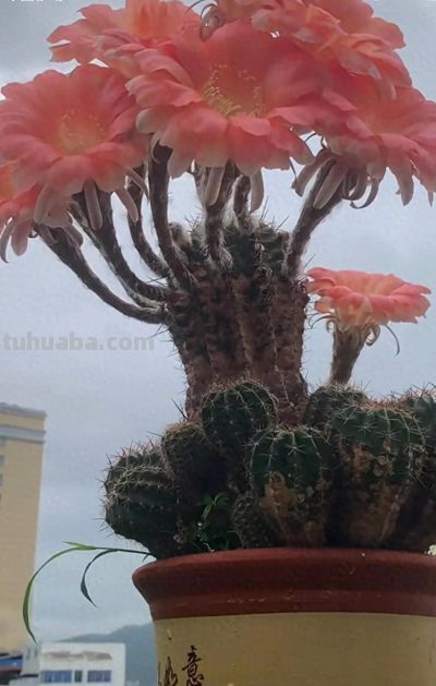 十年仙人球养成“爆崽大树”，花开上百朵，太牛了！ - 图画吧TUHUABA