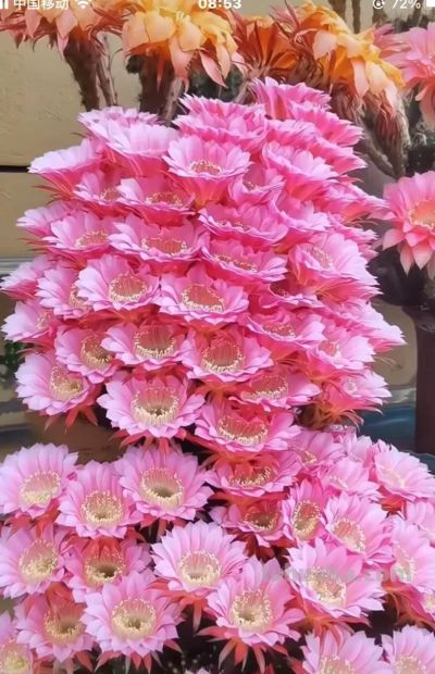 十年仙人球养成“爆崽大树”，花开上百朵，太牛了！ - 图画吧TUHUABA