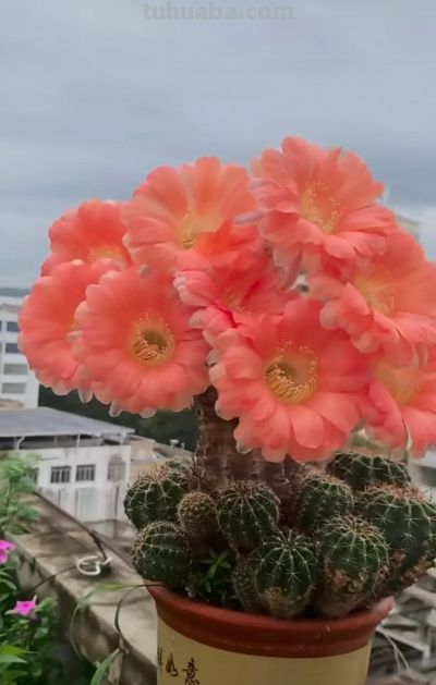 十年仙人球养成“爆崽大树”，花开上百朵，太牛了！ - 图画吧TUHUABA
