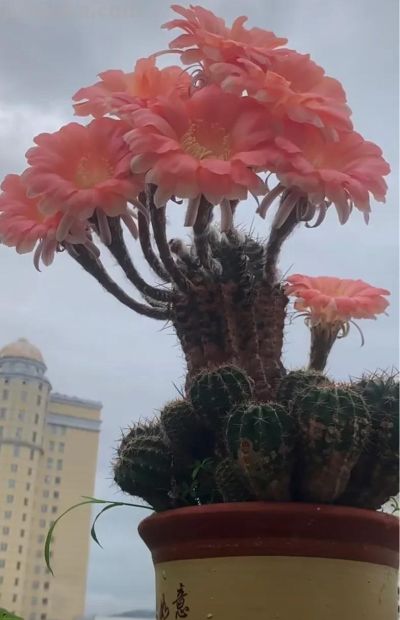 十年仙人球养成“爆崽大树”，花开上百朵，太牛了！ - 图画吧TUHUABA