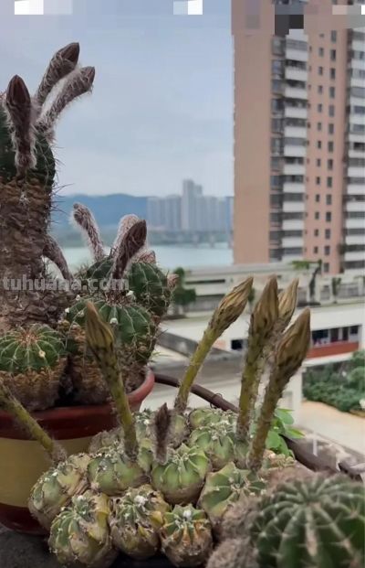 十年仙人球养成“爆崽大树”，花开上百朵，太牛了！ - 图画吧TUHUABA
