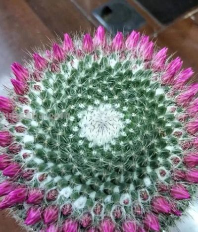 十年仙人球养成“爆崽大树”，花开上百朵，太牛了！ - 图画吧TUHUABA