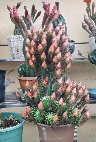 十年仙人球养成“爆崽大树”，花开上百朵，太牛了！ - 图画吧TUHUABA