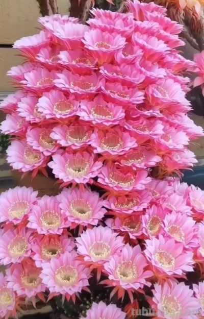 十年仙人球养成“爆崽大树”，花开上百朵，太牛了！ - 图画吧TUHUABA