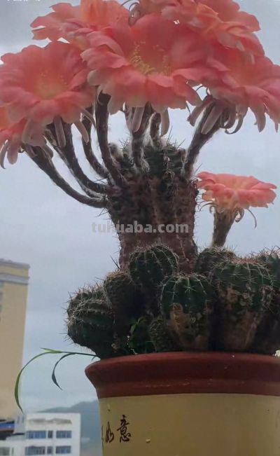 十年穷养仙人球，爆崽40开花百朵！ - 今日头条