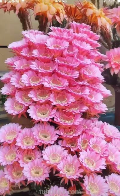 十年穷养仙人球，爆崽40开花百朵！ - 图画吧TUHUABA