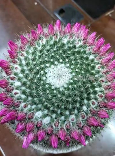 十年穷养仙人球，爆崽40开花百朵！ - 图画吧TUHUABA