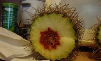 养仙人球不烂根的秘诀：只买实生根，远离嫁接苗 - 图画吧TUHUABA