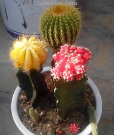 养仙人球不烂根的秘诀：只买实生根，远离嫁接苗 - 图画吧TUHUABA