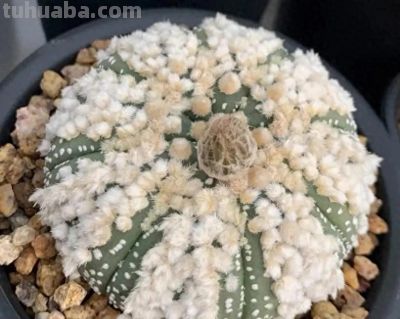 买仙人球，一定要买实生根，不要买嫁接的，很容易赤腐！ - 今日头条
