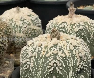 买仙人球，一定要买实生根，不要买嫁接的，很容易赤腐！ - 图画吧TUHUABA