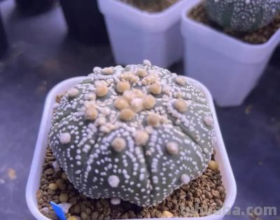 买仙人球，一定要买实生根，不要买嫁接的，很容易赤腐！ - 图画吧TUHUABA