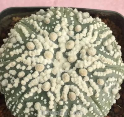 买仙人球，一定要买实生根，不要买嫁接的，很容易赤腐！ - 图画吧TUHUABA