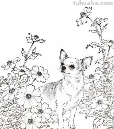 花间小犬 眸中藏着温柔与欢喜丨成竟绘生活花间吉娃娃插画分享 - 今日头条