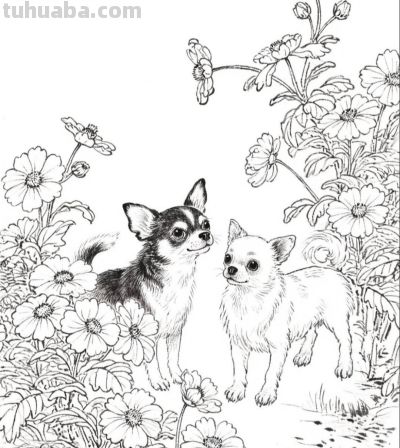 花间小犬 眸中藏着温柔与欢喜丨成竟绘生活花间吉娃娃插画分享 - 图画吧TUHUABA