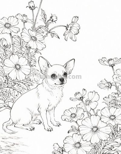 花间小犬 眸中藏着温柔与欢喜丨成竟绘生活花间吉娃娃插画分享 - 图画吧TUHUABA